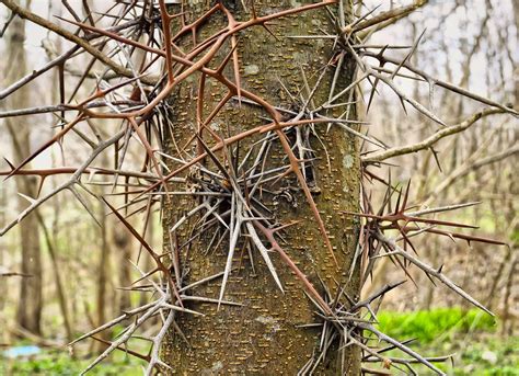 Are Honey Locust Trees Poisonous? Exploring the Myths and Realities of Nature's Thorny Giants