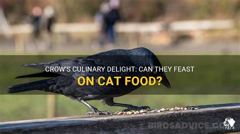 Can Crows Eat Cat Food? Exploring the Unlikely Connection Between Avian Diets and Feline Fare