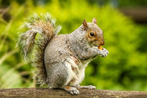 Can Squirrels Eat Dog Food? Exploring the Unlikely Connection Between Rodents and Kibble