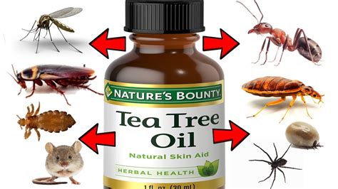 Do Spiders Like Tea Tree Oil? Exploring the Unlikely Connection Between Arachnids and Aromatherapy