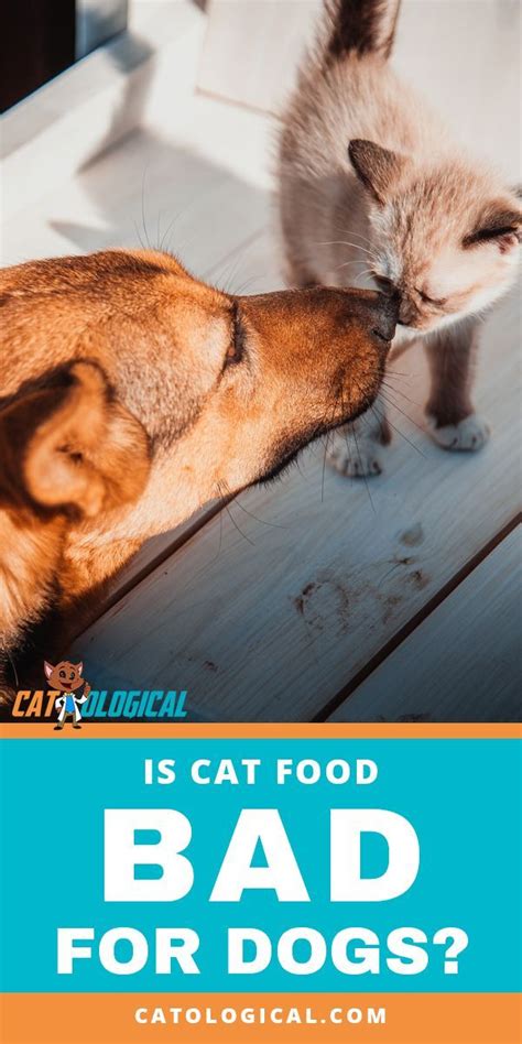 Does Cat Food Make Dogs Sick? Exploring the Culinary Crossroads of Canines and Felines