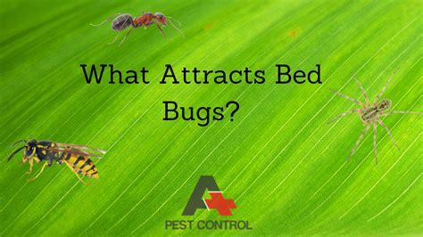 Does Food Attract Bed Bugs? And Why Do They Prefer Midnight Snacks Over Breakfast?