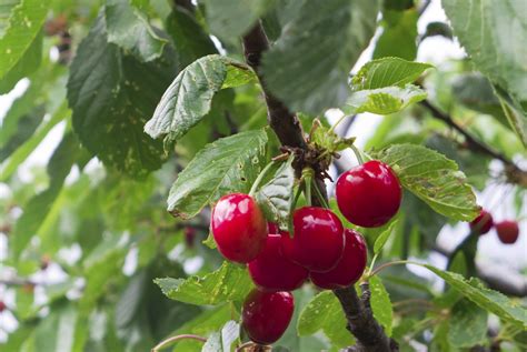 How Long Does It Take for a Cherry Tree to Produce Fruit, and Why Do Squirrels Always Get There First?