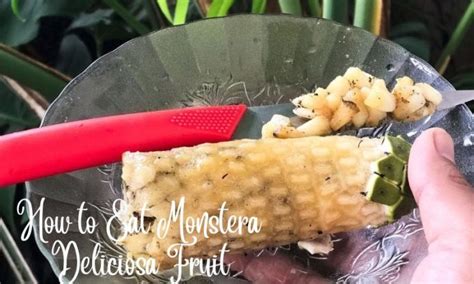 How to Eat Monstera Deliciosa Fruit: A Culinary Adventure into the Jungle's Delight