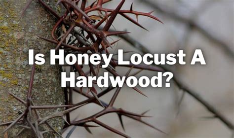 Is Honey Locust a Hardwood? And Why Do Trees Dream of Electric Bees?