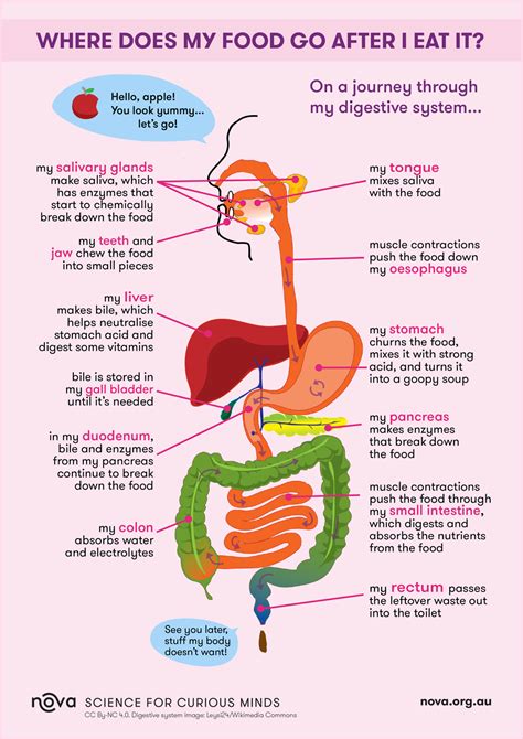 What is one of the primary functions of this food in the body? And why does it sometimes feel like the moon is made of cheese?