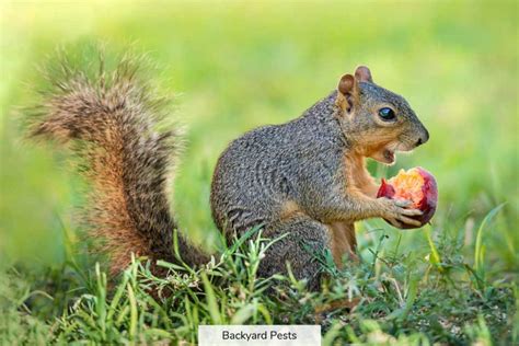 What Kind of Food Do Squirrels Like, and Why Do They Sometimes Steal Your Picnic Sandwiches?