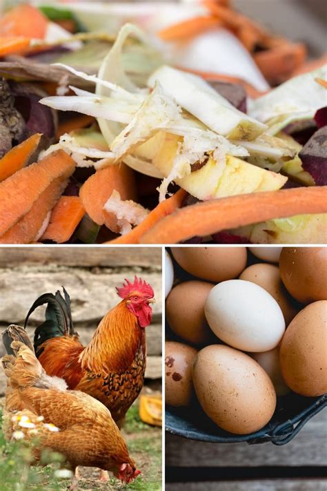 What Kitchen Scraps Can Chickens Eat: A Culinary Adventure for Your Flock