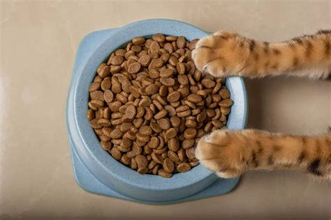 Why Do Cats Paw Around Their Food Bowl: A Feline Mystery or Just a Quirk?