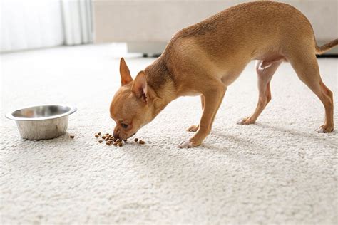 Why is my dog pushing his food with his nose and not eating, and does it secretly dream of becoming a food critic?