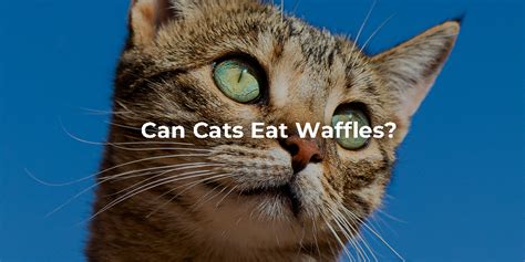 Will Mice Eat Cat Food: A Culinary Conundrum or a Feline Feast?